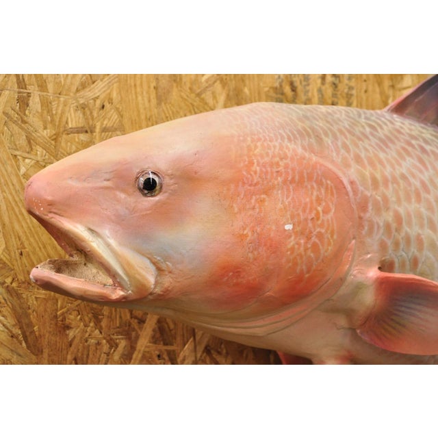 Arts & Crafts Vintage Large Red Drum Full Wall Mount Taxidermy Redfish Fish Replica For Sale - Image 3 of 12