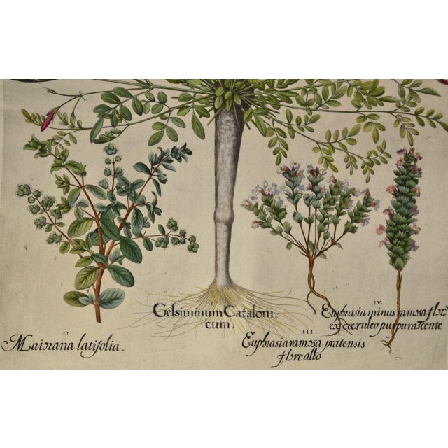 Realism Flowering Jasmine and Laurel Plants: A Besler Hand-Colored Botanical Engraving, 1713 For Sale - Image 3 of 8
