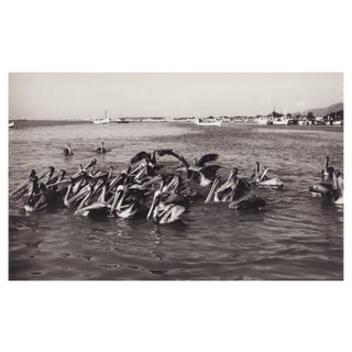 Hanna Seidel, Venezuelan Pelicans, Black and White Photograph, 1960s For Sale