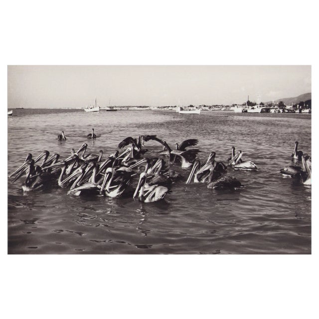 Hanna Seidel, Venezuelan Pelicans, Black and White Photograph, 1960s For Sale