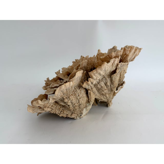 Exceptional Natural Unbleached Poca Coral Specimen For Sale - Image 4 of 8