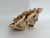 Exceptional Natural Unbleached Poca Coral Specimen For Sale - Image 4 of 8