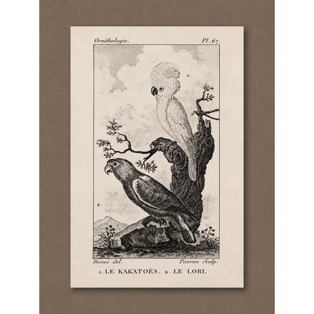 Italian Framed 1780 “Atlas Des Oiseaux” Woodcuts in 16-Opening Conservation Mat — Italian Mahogany Frame (Birds) For Sale - Image 3 of 4