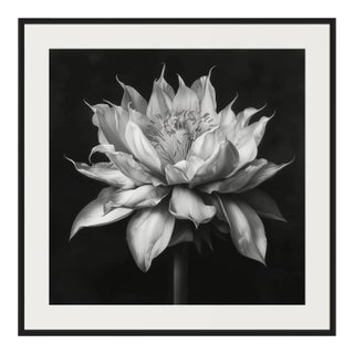 20" X 20" - 'Queen of the Night Flower' - Black and White Photography Print For Sale