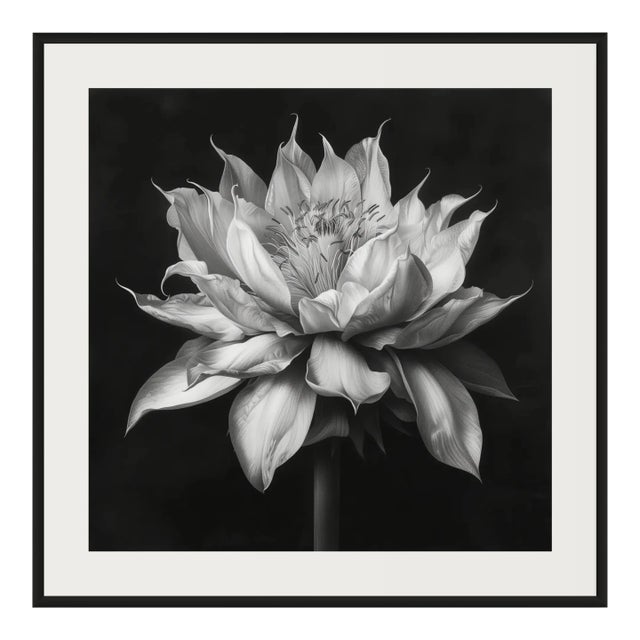 20" X 20" - 'Queen of the Night Flower' - Black and White Photography Print For Sale
