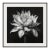 20" X 20" - 'Queen of the Night Flower' - Black and White Photography Print For Sale
