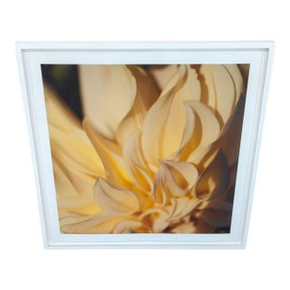Kimberley Carr Harmon Photography “Golden Dahlia” Framed Print For Sale