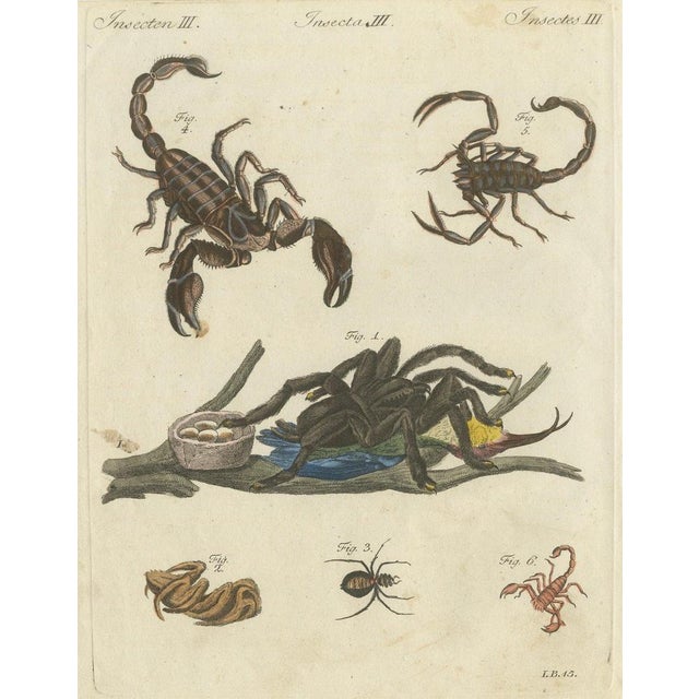 Bertuch, Tarantula, Spiders and Scorpions, 1790, Engraving For Sale - Image 10 of 10