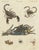 Bertuch, Tarantula, Spiders and Scorpions, 1790, Engraving For Sale - Image 10 of 10