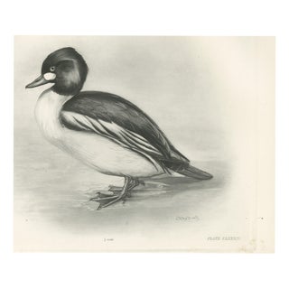 After Lilian Medland, Goldeneye, 1909, Print For Sale