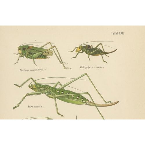Monumental Orthoptera of Central Europe, 1908, Lithograph, Set of 3 For Sale - Image 6 of 11