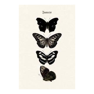 Butterfly Art Print – Vintage Natural History Illustration, 24" X 36" For Sale