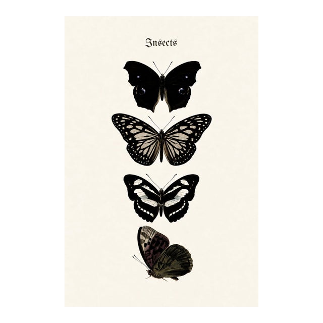 Butterfly Art Print – Vintage Natural History Illustration, 24" X 36" For Sale