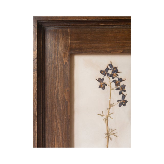 Blue Antique Swedish Herbarium - Delphinium, Circa Late 19th Century For Sale - Image 8 of 9