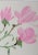 Contemporary "Pink Magnolia 2" Original Watercolor Painting For Sale - Image 3 of 3