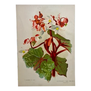 Antique Botanical Print From England Showcasing a Red and White Elephant’s Ear Begonia Flower With Dark Green Foliage - Circa 1892