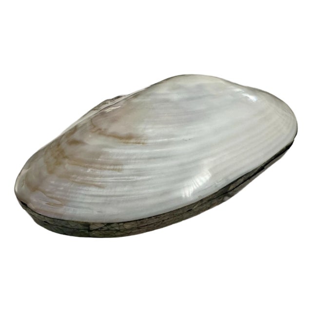 Large Natural Clam Decorative Box For Sale