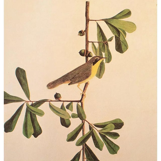 Farmhouse 1966 Vintage Cottage Print "Louisiana Yellow-Throat Finch" After John James Audubon For Sale - Image 3 of 8