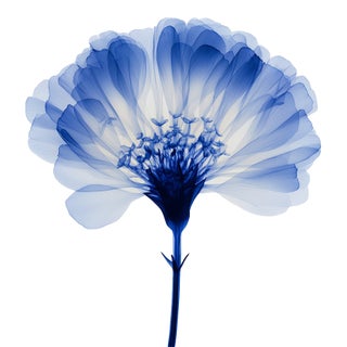 Abstract Blue Botanical Limited Edition Fine Art Print No. 1 | Organic Modern For Sale
