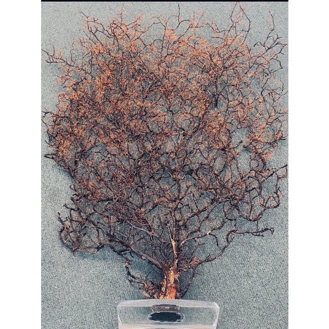 Rare collectible coastal marine decor huge -4 ft by 3 ft sea fan on lucite stand. Natures Beauty at its best/ dendritic...