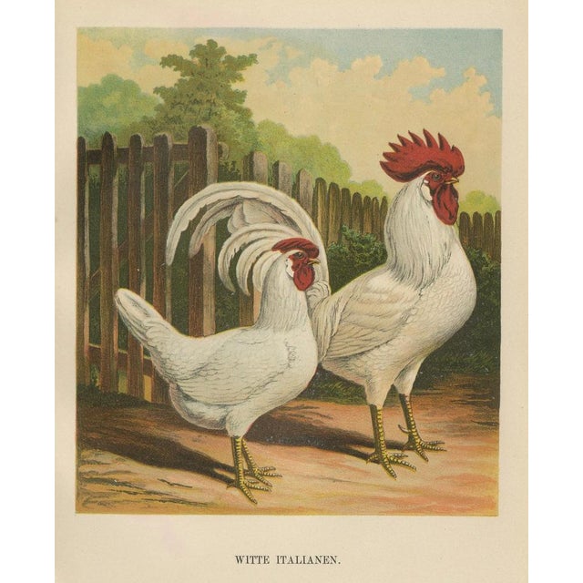 Paper The White Italian Chicken, 1888, Lithograph, Print For Sale - Image 7 of 10