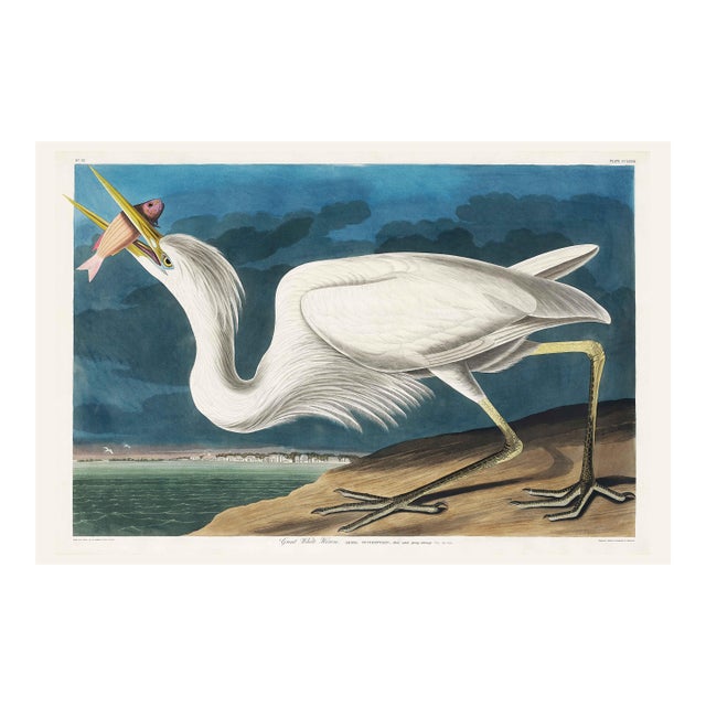 Great White Heron, Vintage Art Print Reproduction From Birds of America by John James Audubon, 36″ × 24" For Sale