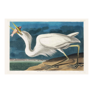 Great White Heron, Vintage Art Print Reproduction From Birds of America by John James Audubon, 36″ × 24"