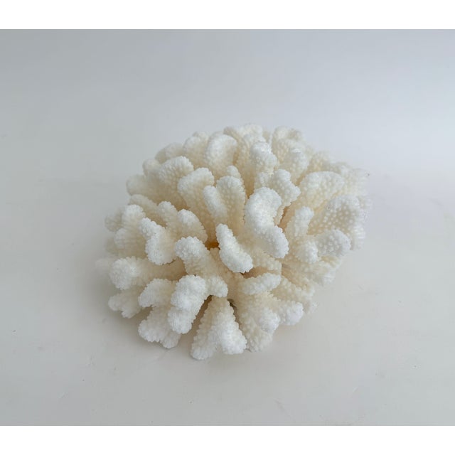 Natural White Cluster Coral Specimen Coastal Decor For Sale - Image 4 of 8