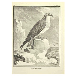 G. Michel, Le Balbuzard, Etching, 1771 For Sale