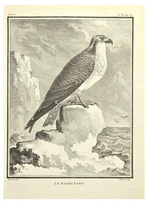 G. Michel, Le Balbuzard, Etching, 1771