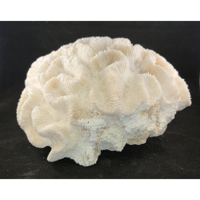 Authentic Natural Brain Coral Speciman For Sale - Image 4 of 6
