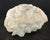 Authentic Natural Brain Coral Speciman For Sale - Image 4 of 6