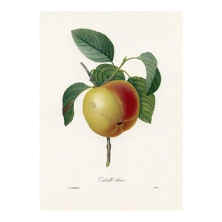 1960s, Apple Print by Pierre Redoute, Original Antique Fruit Print For Sale