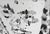 Sam Francis Mid 20th Century Self Portrait Abstract Black Lithograph Sam Francis For Sale - Image 4 of 7