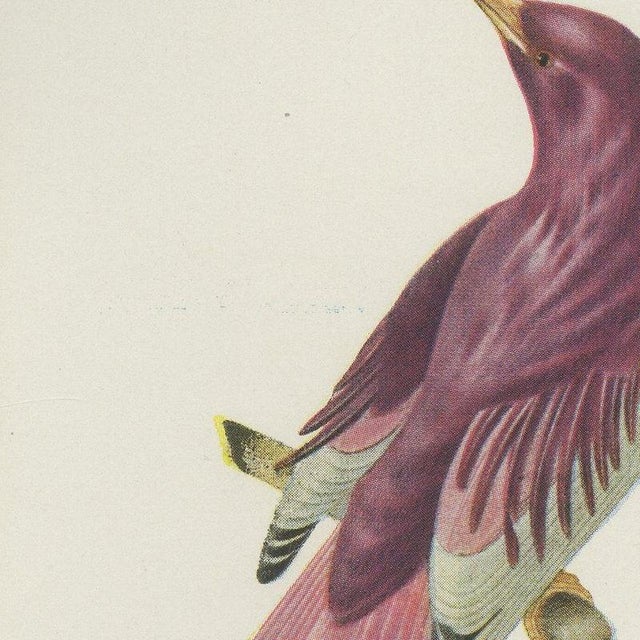 After Descourtilz, Purple-Throated and Other Cotingas, 1944, Paper For Sale - Image 4 of 12