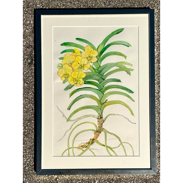 Yellow Vintage Original Botanical Watercolor on Paper For Sale - Image 8 of 12