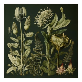 20' X 20' Original Botanical Print - Dark Green, Grisaille, Evergreen, Unframed For Sale