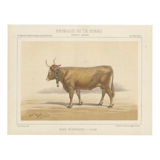 Charles Olivier de Penne, Béarnaise Cow with Bell Collar, French Cattle, 1863, Chromolithograph For Sale