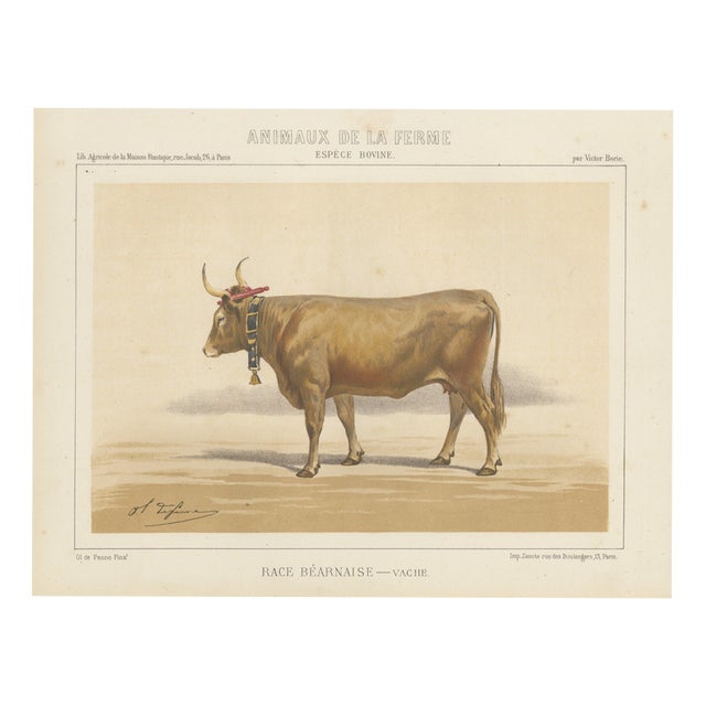 Charles Olivier de Penne, Béarnaise Cow with Bell Collar, French Cattle, 1863, Chromolithograph For Sale