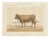 Charles Olivier de Penne, Béarnaise Cow with Bell Collar, French Cattle, 1863, Chromolithograph For Sale