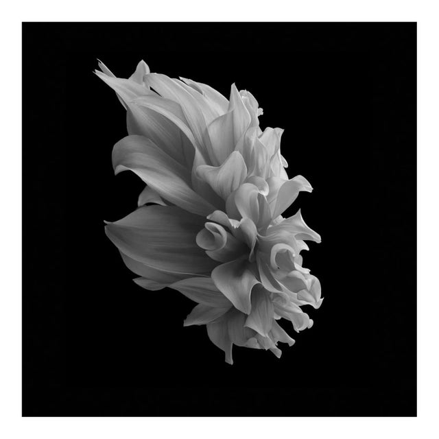 Black Dahlia #2, Black and White, Photography For Sale