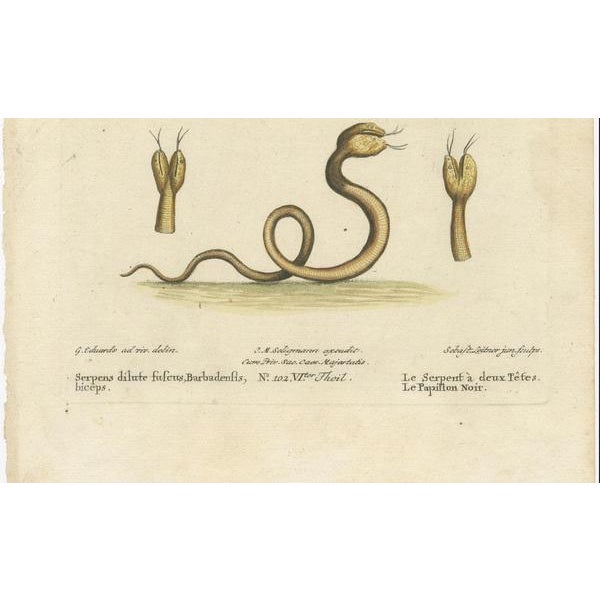The Two-Headed Serpent and the Black Butterfly, 1749, Paper For Sale - Image 3 of 6