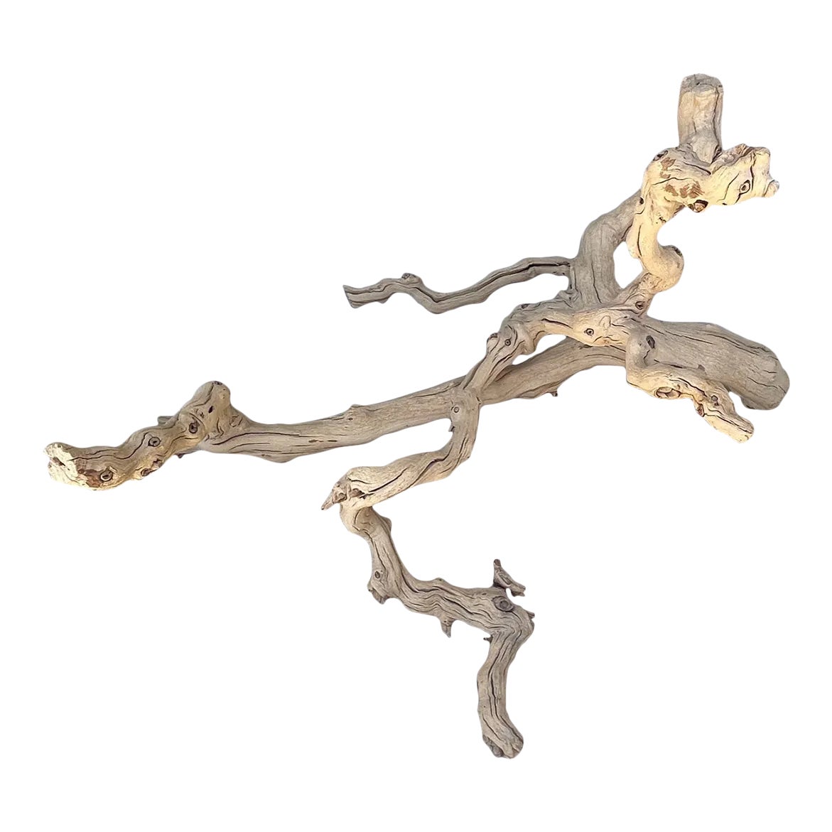 【小枝♪】Pottery Barn☆Dried Grapewoodオブジェ Pottery Barn Dried Grapewood Branch | Chairish