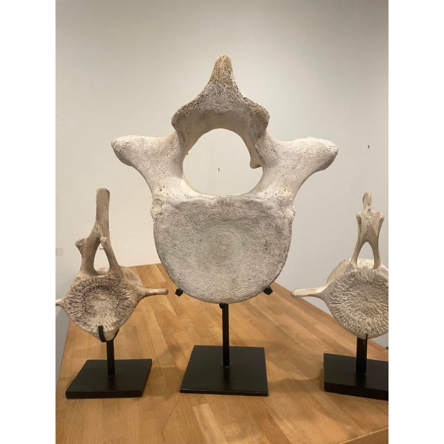 Coastal Vintage Whale Vertebrae Bones, Set of Three. For Sale - Image 3 of 8