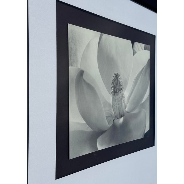 Imogen Cunningham Imogen Cunningham's Iconic 1925 Black & White Photograph "Magnolia Blossom", Framed For Sale - Image 4 of 10