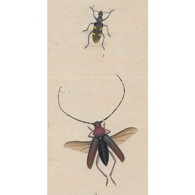 Early 19th century antique beetle hand colored engraving from a British text on insects of the United Kingdom. Combined...