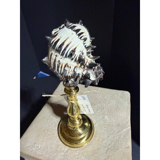 Celestial Meets the Sea Brass Adorned With Shell-Coastal Art Sculpture For Sale - Image 4 of 6