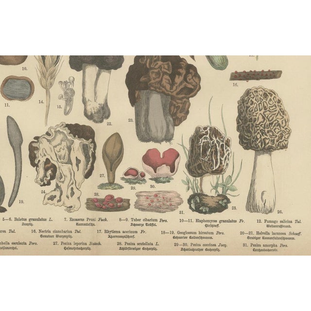 Fünfstück, Morels & Truffles, 1885, Paper For Sale - Image 3 of 10