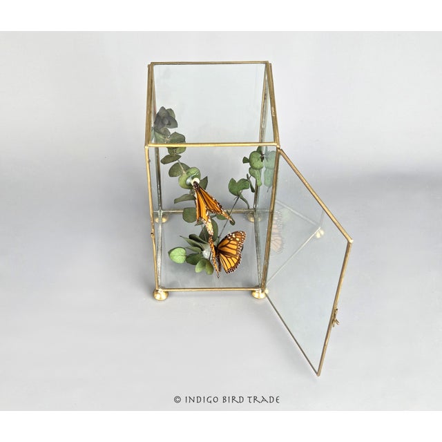 Glass Vintage Centerpiece Real Monarch Butterflies Taxidermy in the Glass Curio Cabinet Case For Sale - Image 7 of 8
