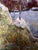 2020s Oil Painting Moonlit Night Oksana Ivanyuk For Sale - Image 5 of 12